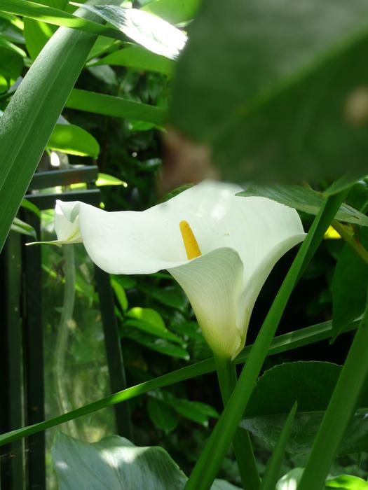 closeup view of goodly Calla Flower
