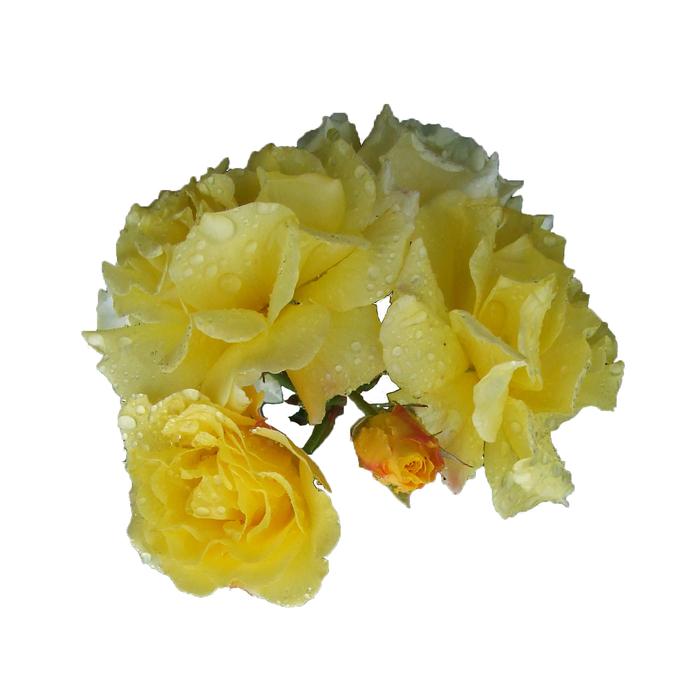 clipart of rose yellow bloom