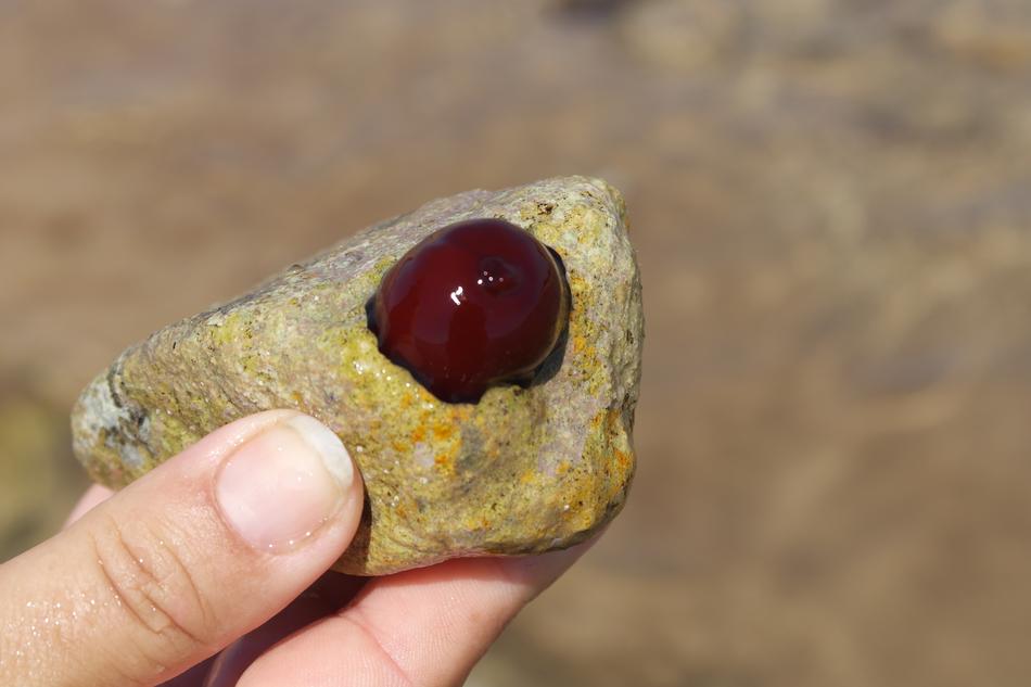hongos de mar rojo close-up on blurred background