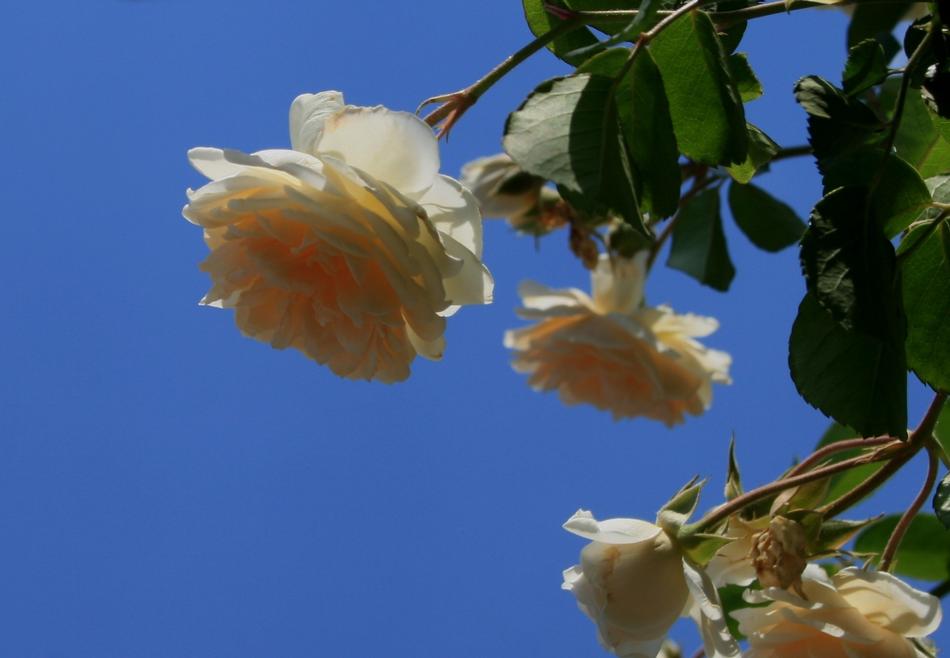incredibly beautiful Rose Bloom Bud
