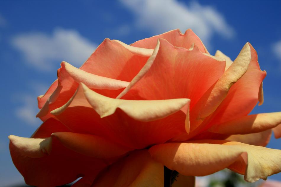 orange rose against the sky with white clouds close-up