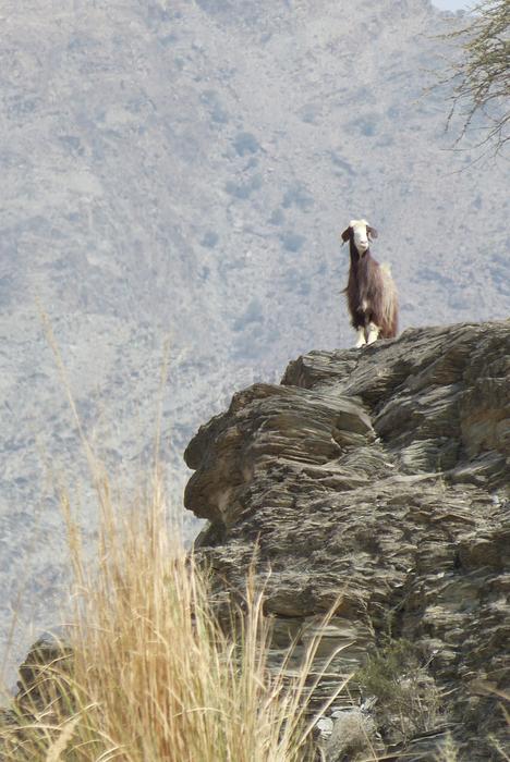 Oman Wadi goat