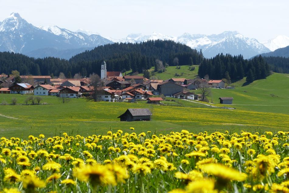 Beautiful landscape of Allgäu, Germany, with buildings and yellow dandelion flowers, near the mountains in snow