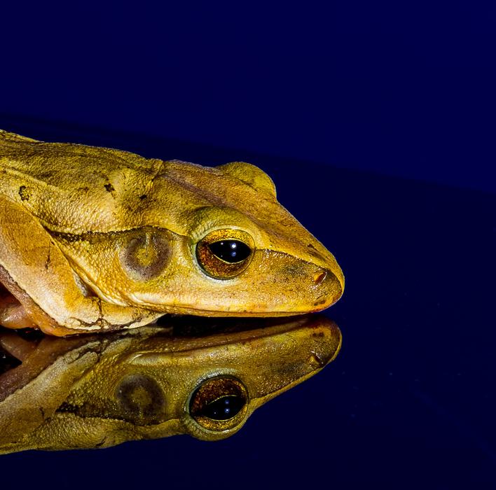 Profile portrait of the cute, colorful and beautiful frog, with reflection, at blue background