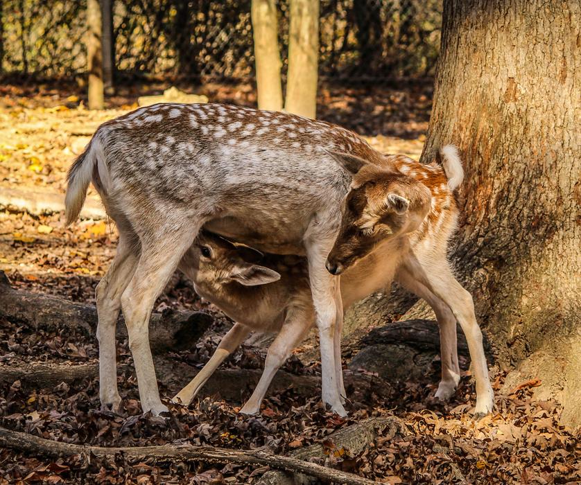 Fawn Feeding Doe Hind Fallow