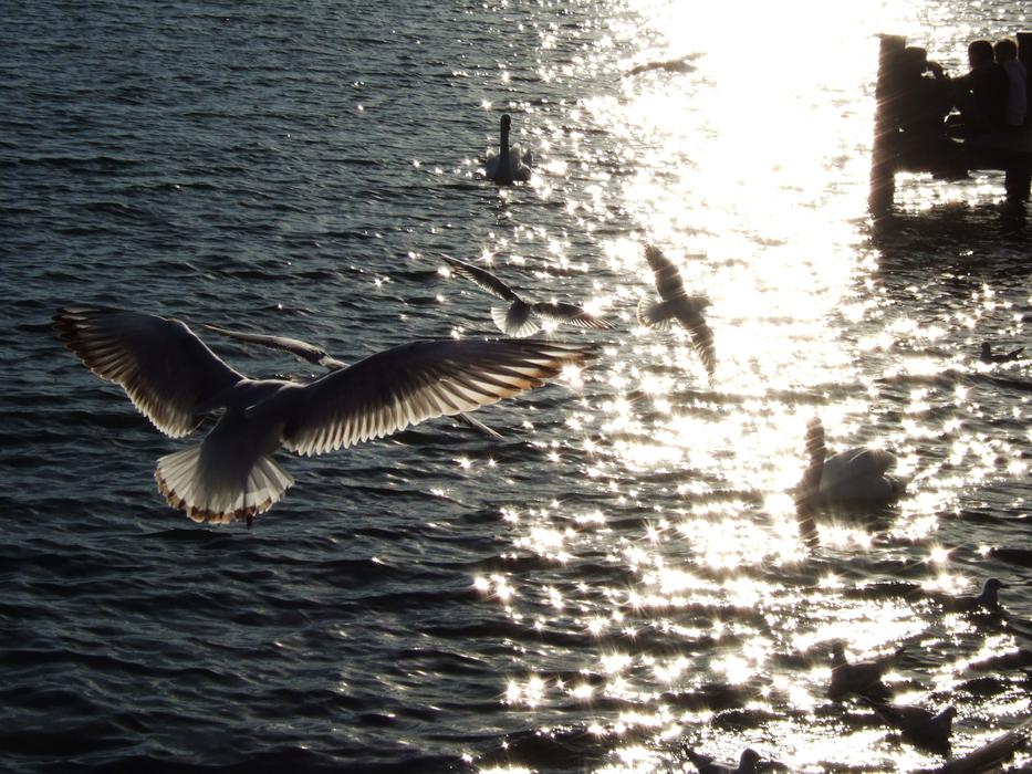 flock of seagulls over Lake Starnberg, germany