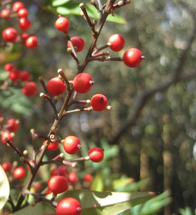 Berries Red Round close-up in blurred background