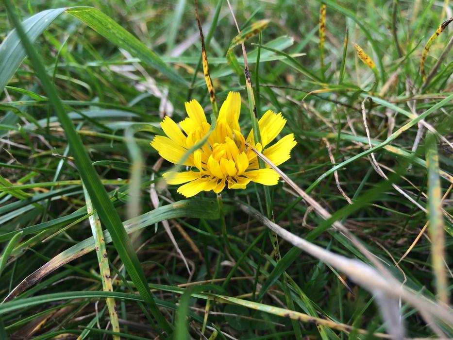 wonderful Bloom Yellow