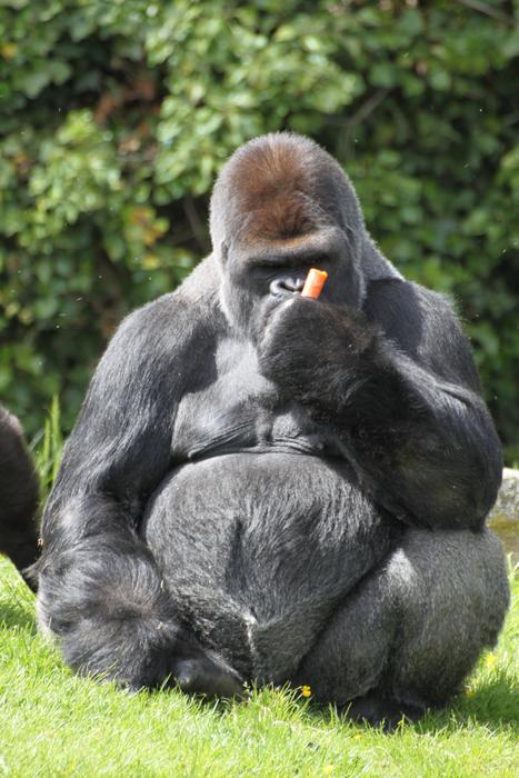 black gorilla with orange carrot
