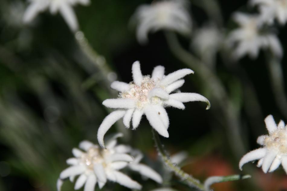 Edelweiss Fluffy White Alpine