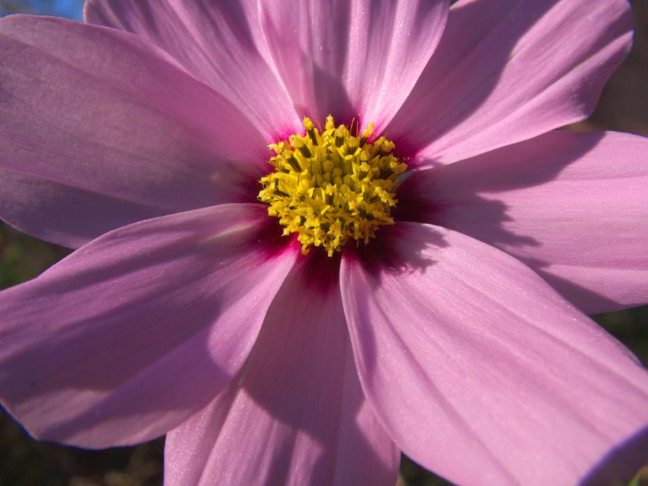 cosmos Flower at sunlight