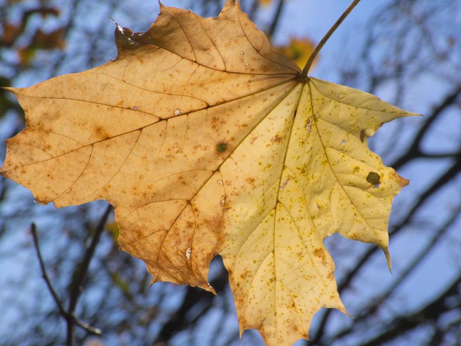 Autumn Leaf Withered close-up on blurred background