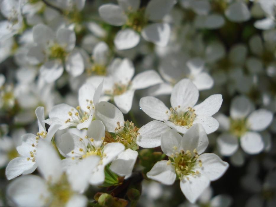impressively beautiful Flowering White