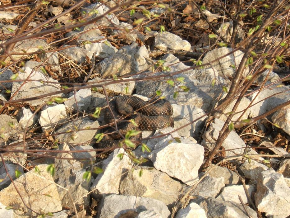Brain Viper Vipera Ammodytes