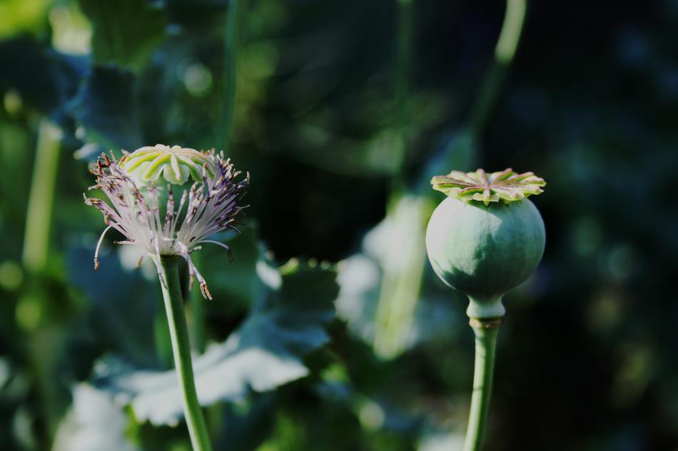 Poppy Seedpod Green Remnant Of
