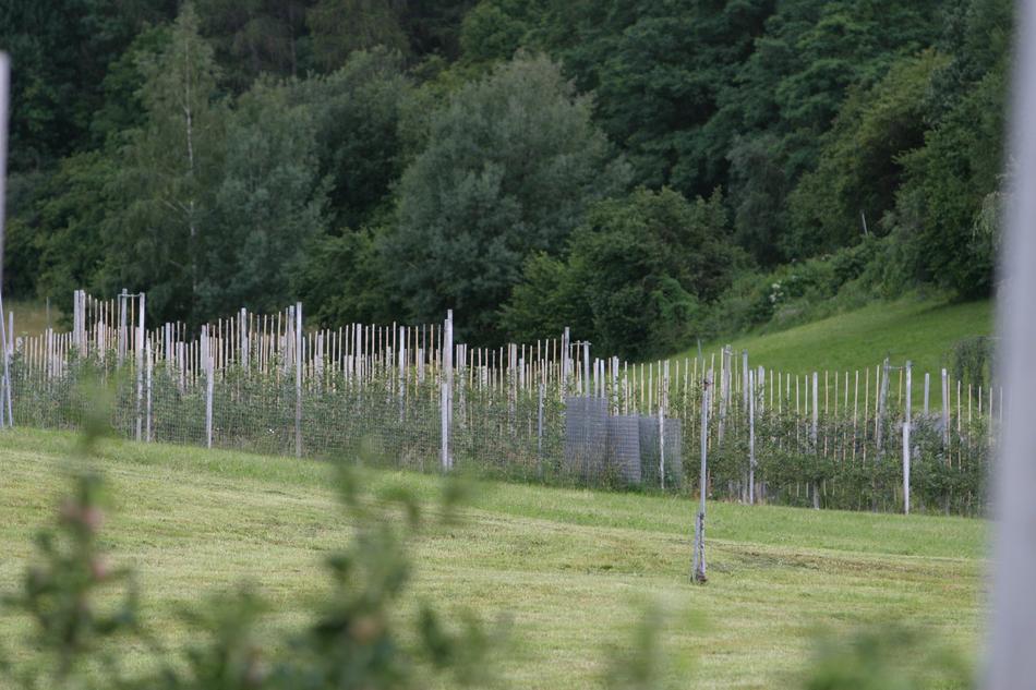 distant view of the vineyard