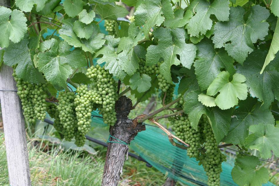 unripe Grapes on grapevine, vineyard