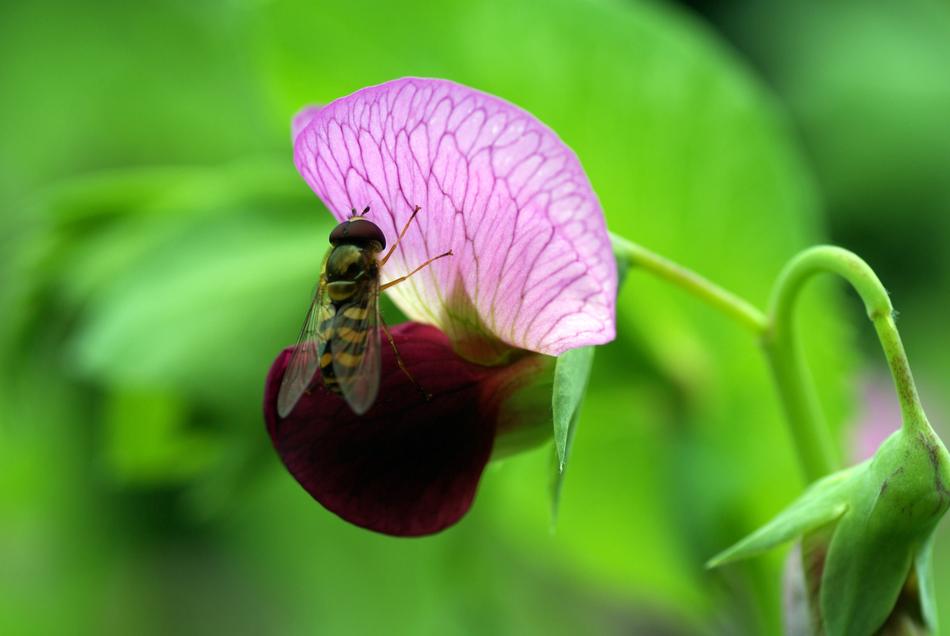 fabulous Blossom Pea
