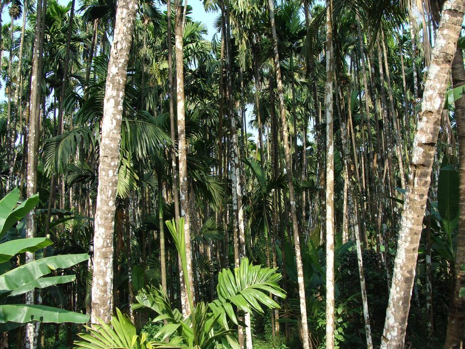 Arecanut Orchard Plantation in India