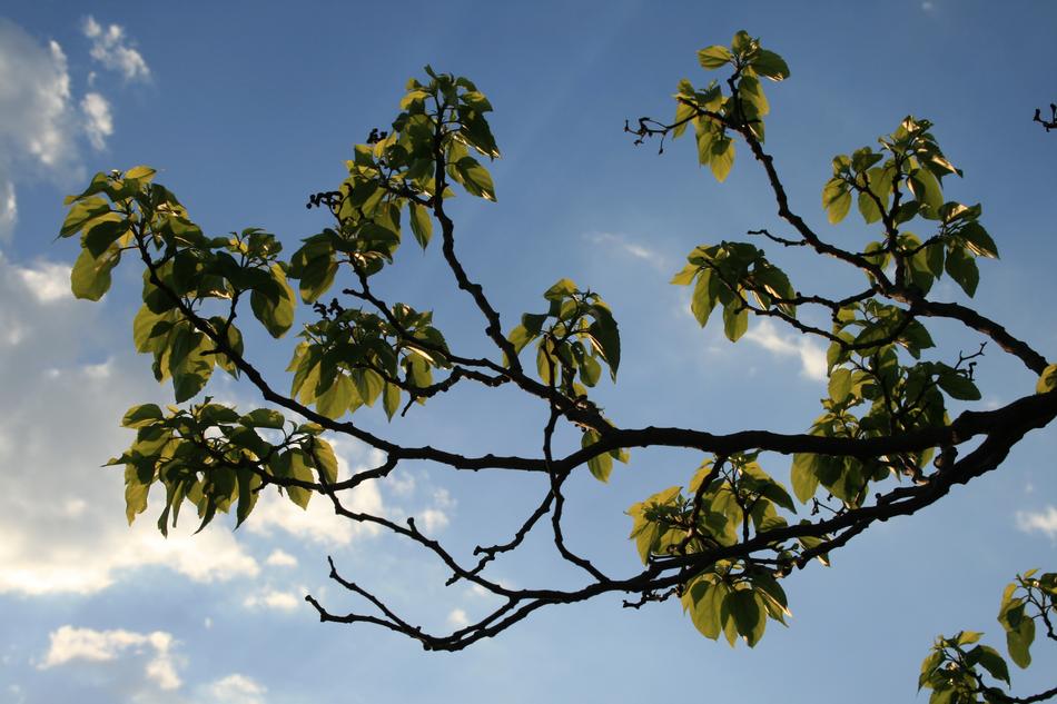 Branches Curved Foliage