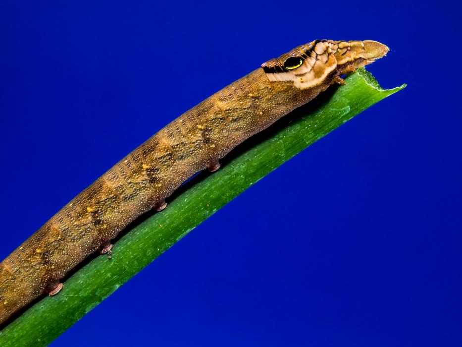 brown caterpillar on green leaf on blue background