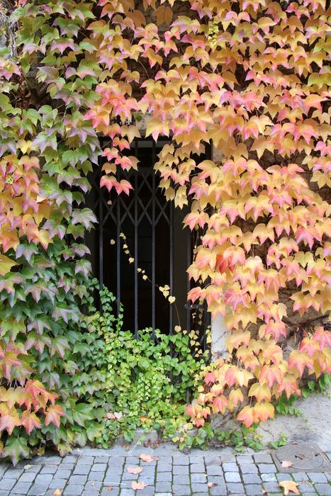iron gate behind colorful autumn leaves