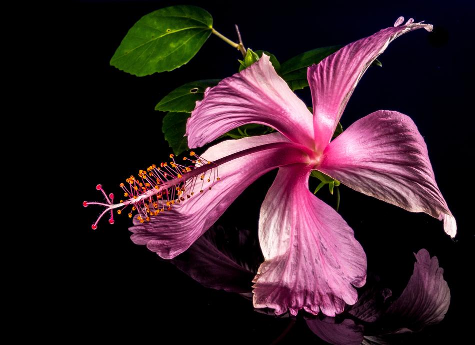 Close-up of the beautiful blossoming pink and white hibiscus at dark background