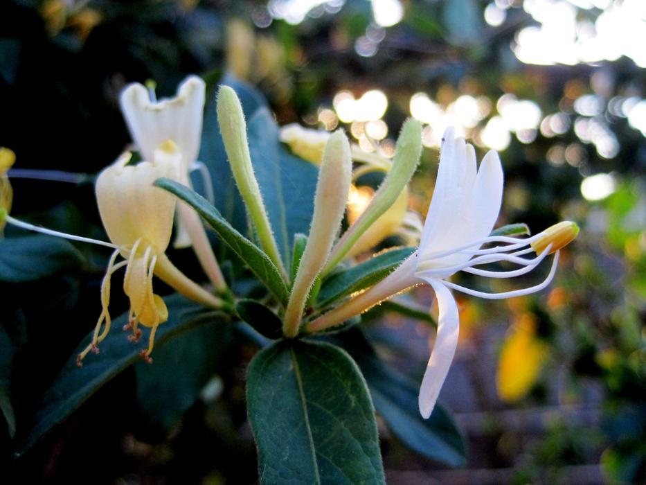 Tube Flowers