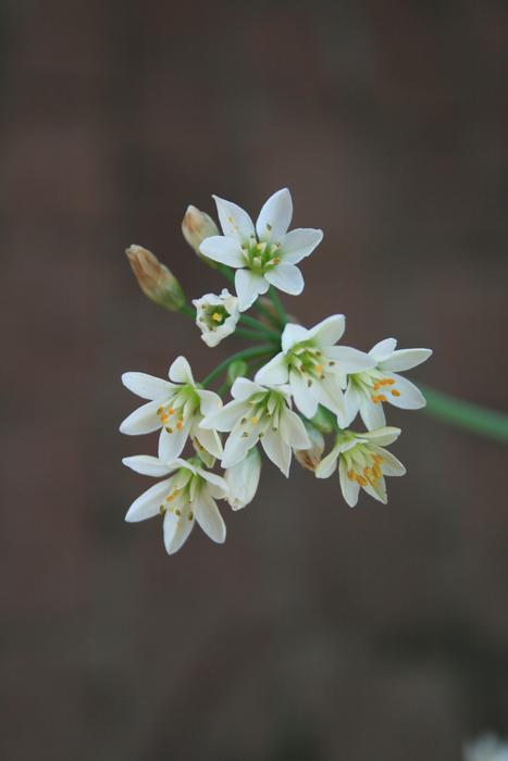 Flowers of Garlic close up at blur background