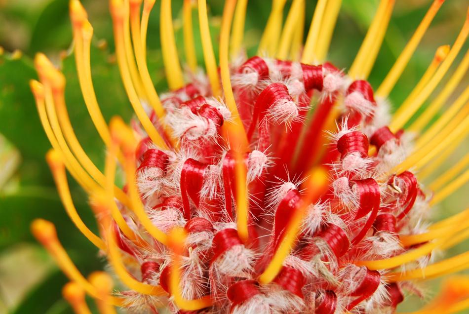 incredibly beautiful Macro Blossom