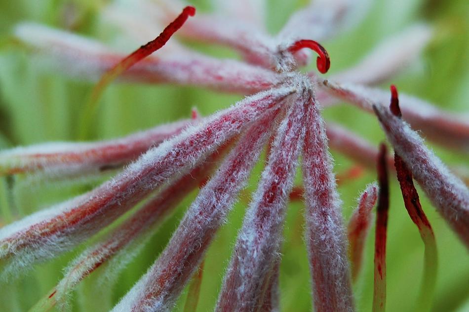 proteaceae close up in blurred background