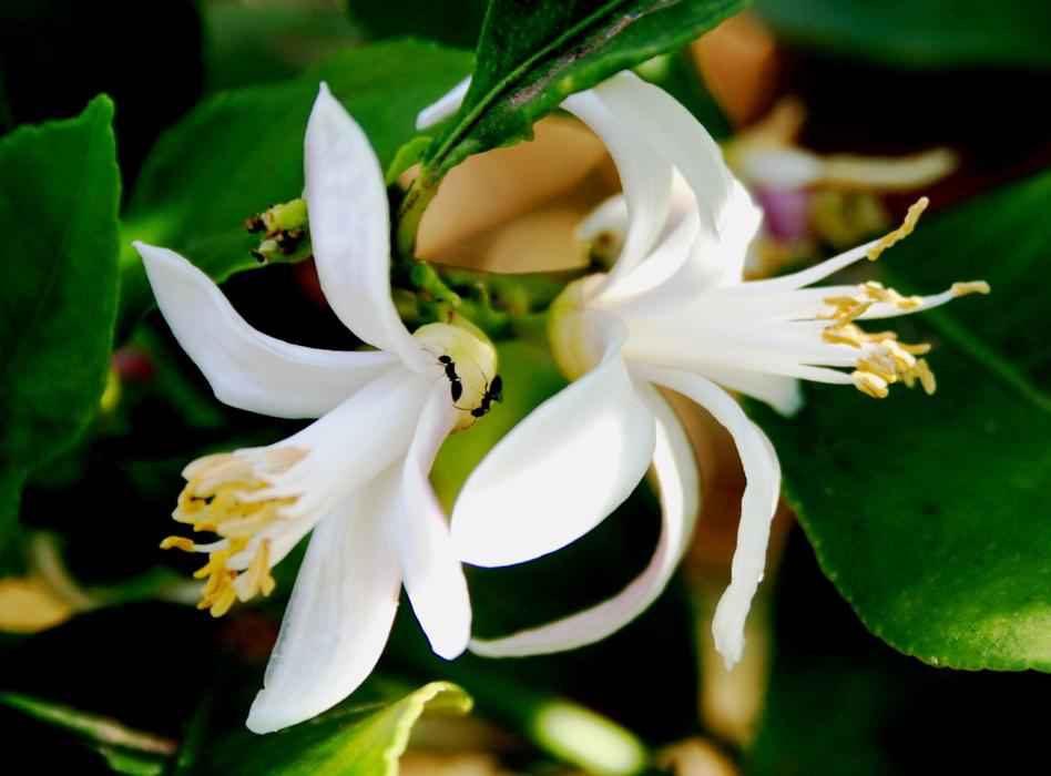 White Blossoms Lemon