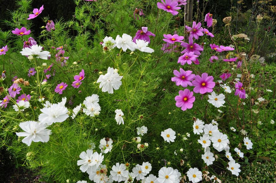 beautiful Summer Flowers