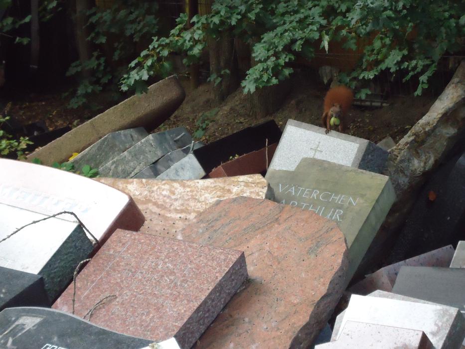 red Squirrel on pile of Tombstone