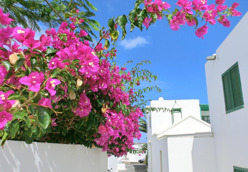 pink flowers and white buildings on lanzarote island