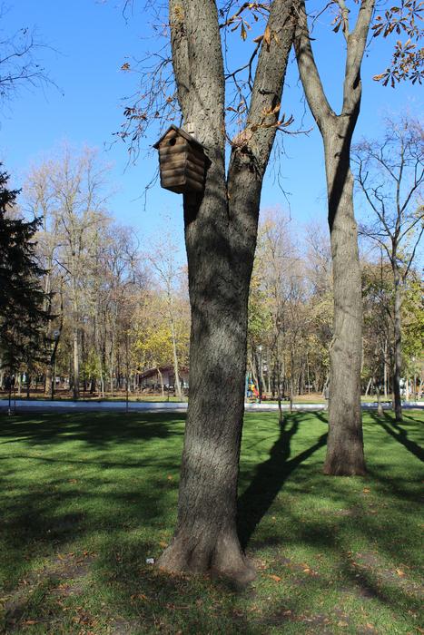 Birdhouse on Tree in Park