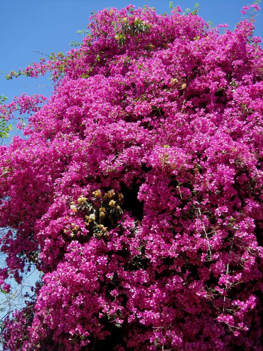 Creeper Tall Bougainvillea Deep