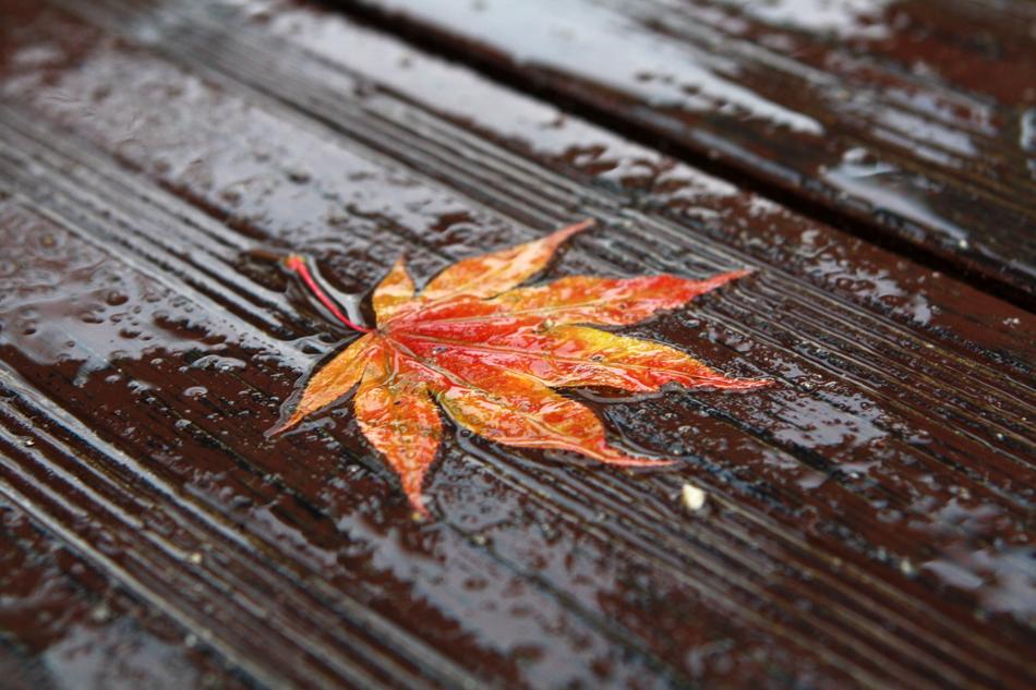 Autumn Leaves The