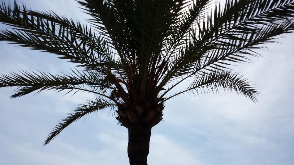big palm tree on the background of the cloudy sky close up