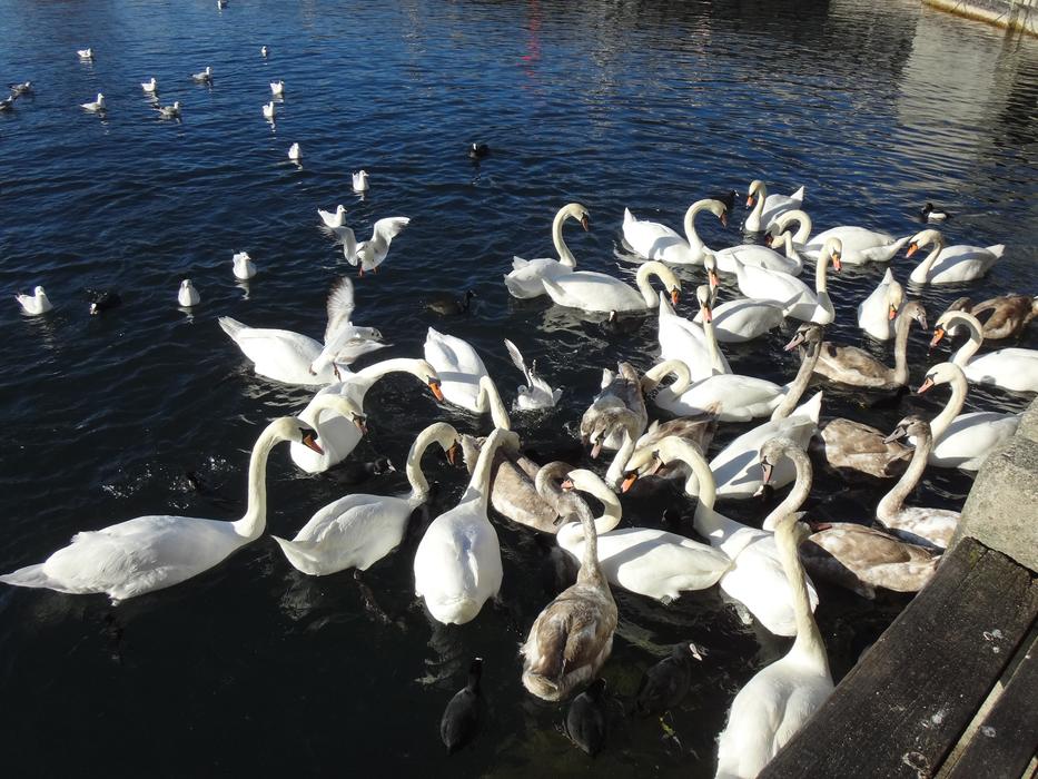 Beautiful, cute and colorful swans in the Lake Zurich, in Switzerland