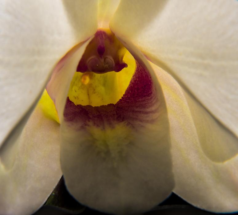 extraordinarily beautiful Orchdee Blossom