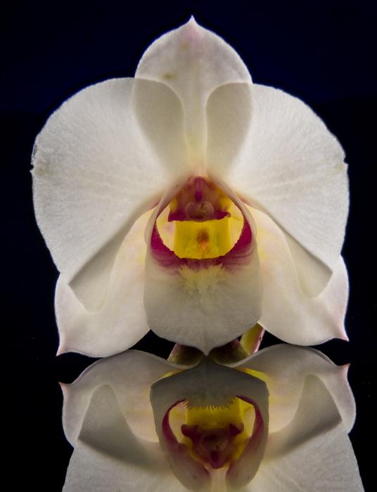 orchid flower with reflection