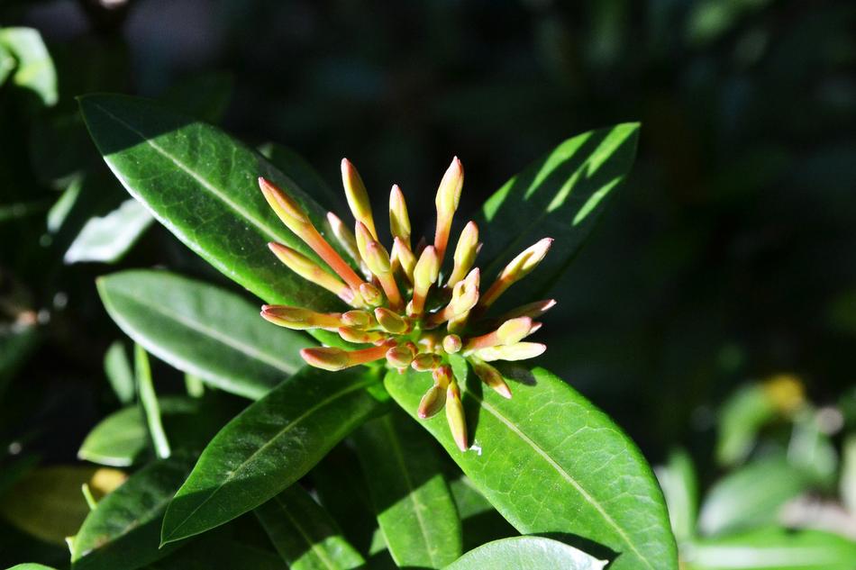 Flower Buds Tips