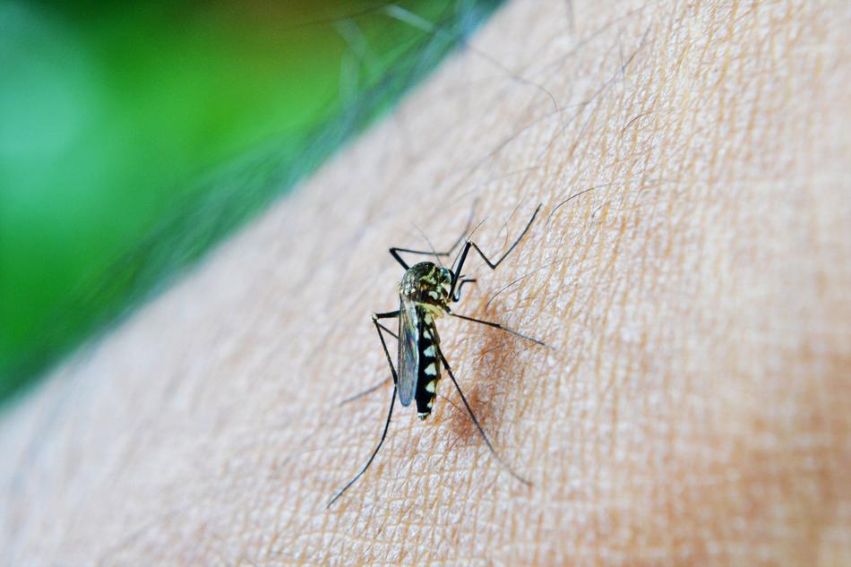 Mosquito Bite Decease