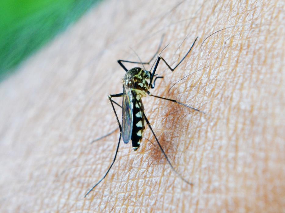 photo of Mosquito Bite Decease