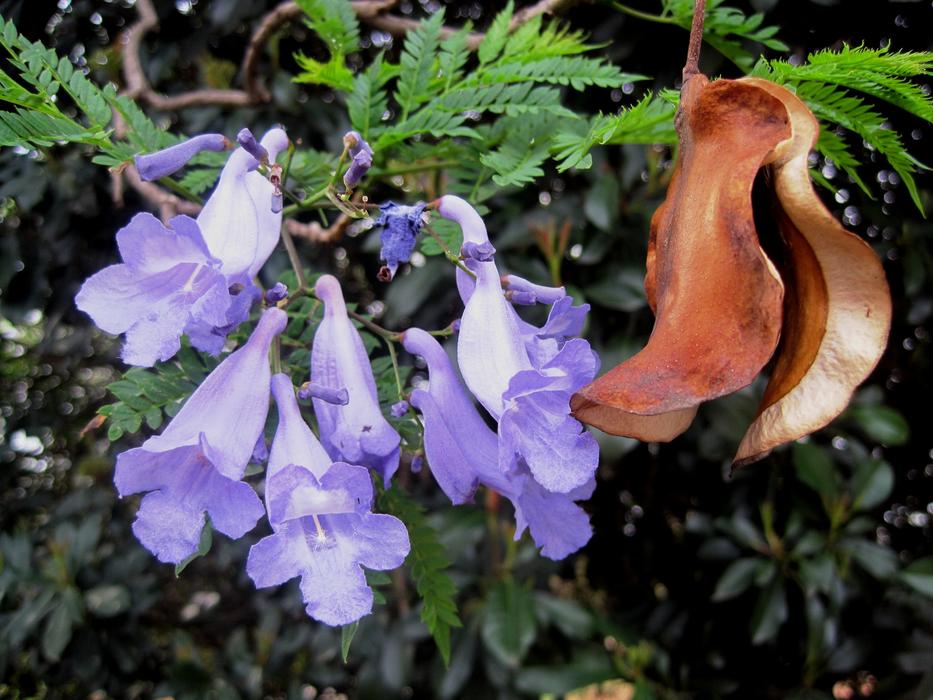 Seedpod Jakaranda Brown