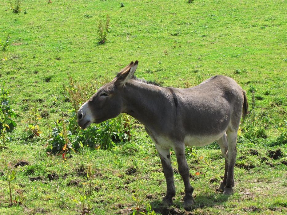 cute grey Donkey on meadow