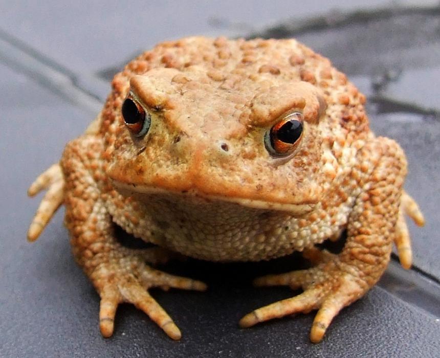 Meadow Pond Field frog