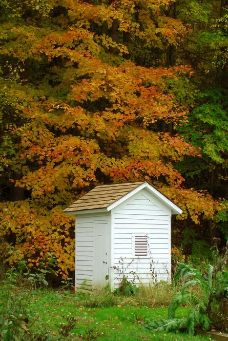 Outhouse Woods Trees