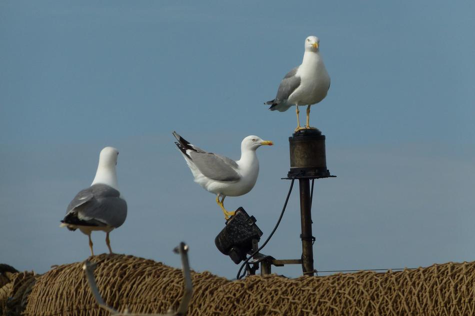 Gulls on Networks in Mallorca